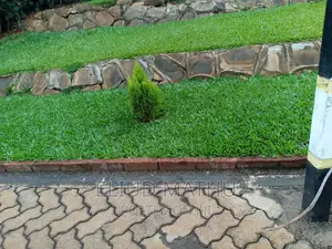 Pemba Grass