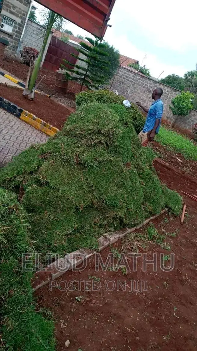 Kikuyu Grass Carpet