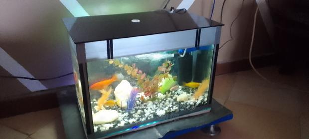 Mini Desktop Aquariums. - thumbnail 13