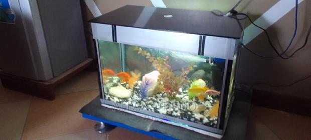 Mini Desktop Aquariums. - thumbnail 14