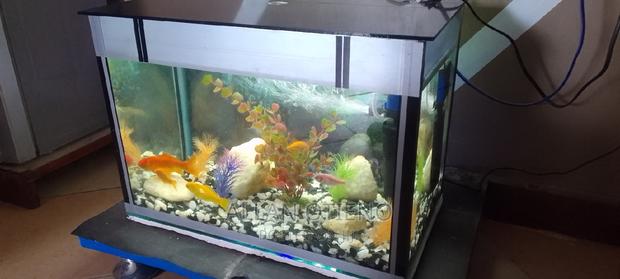 Mini Desktop Aquariums. - thumbnail 15