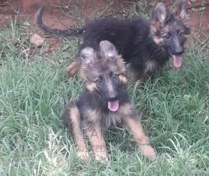 1-3 months Male Purebred German Shepherd - thumbnail 2