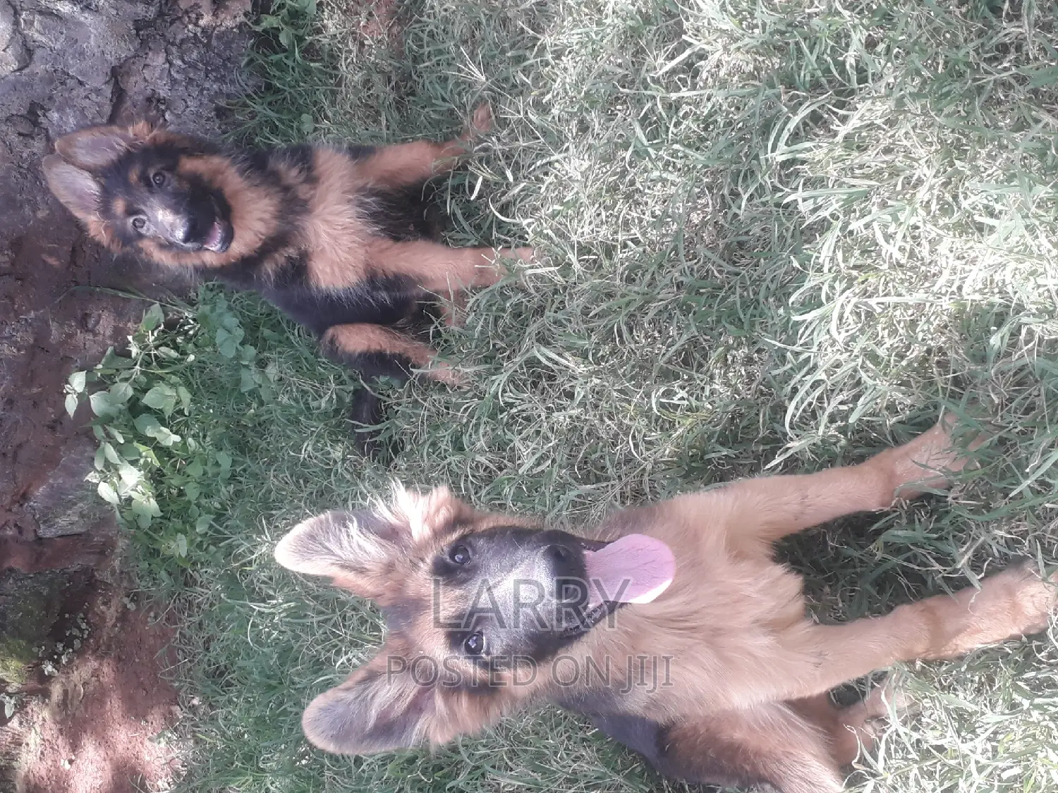 1-3 months Female Purebred German Shepherd