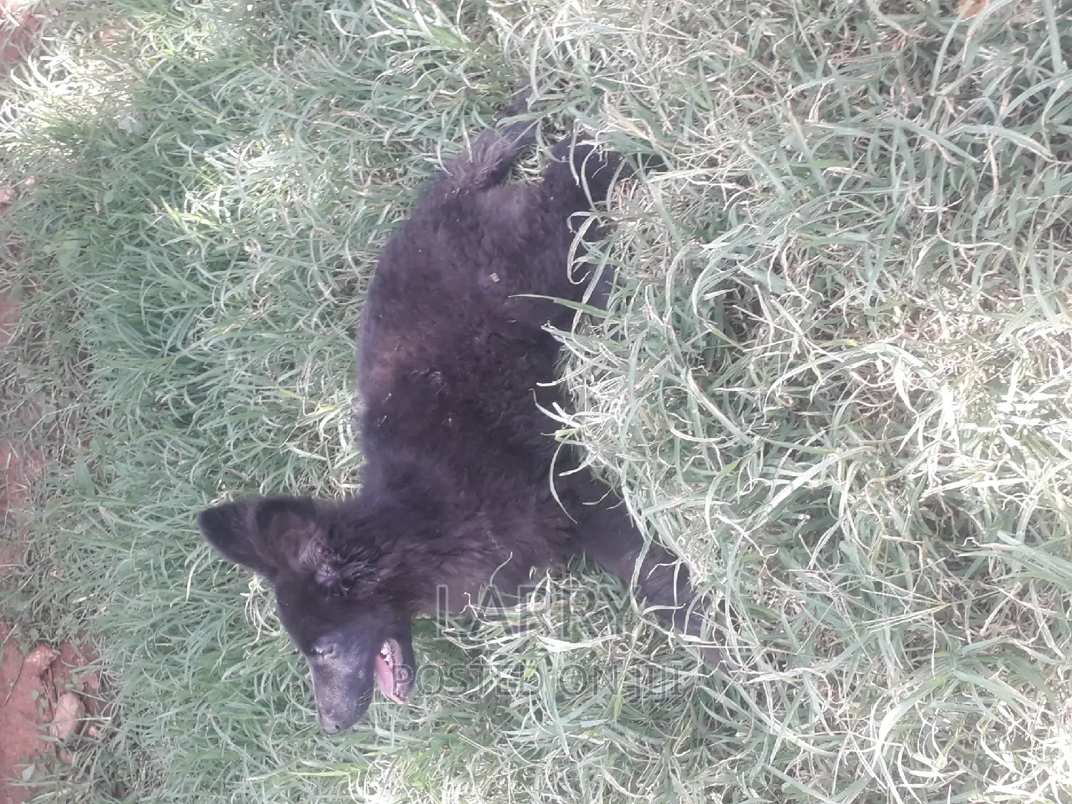 1-3 months Female Purebred German Shepherd