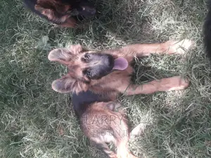 1-3 months Male Purebred German Shepherd