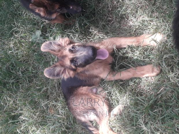 1-3 months Male Purebred German Shepherd