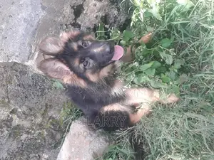 1-3 months Male Purebred German Shepherd
