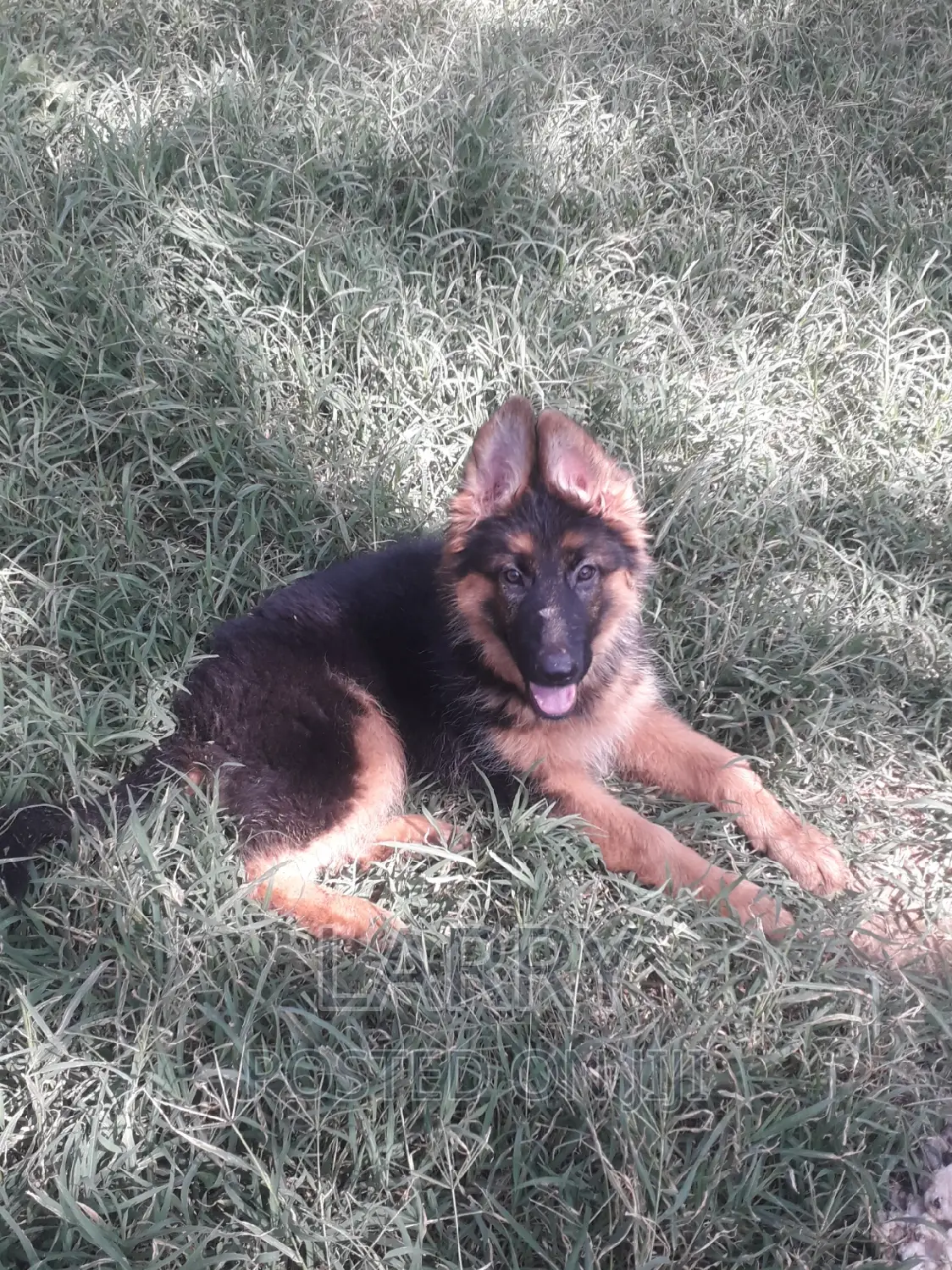 1-3 months Female Purebred German Shepherd
