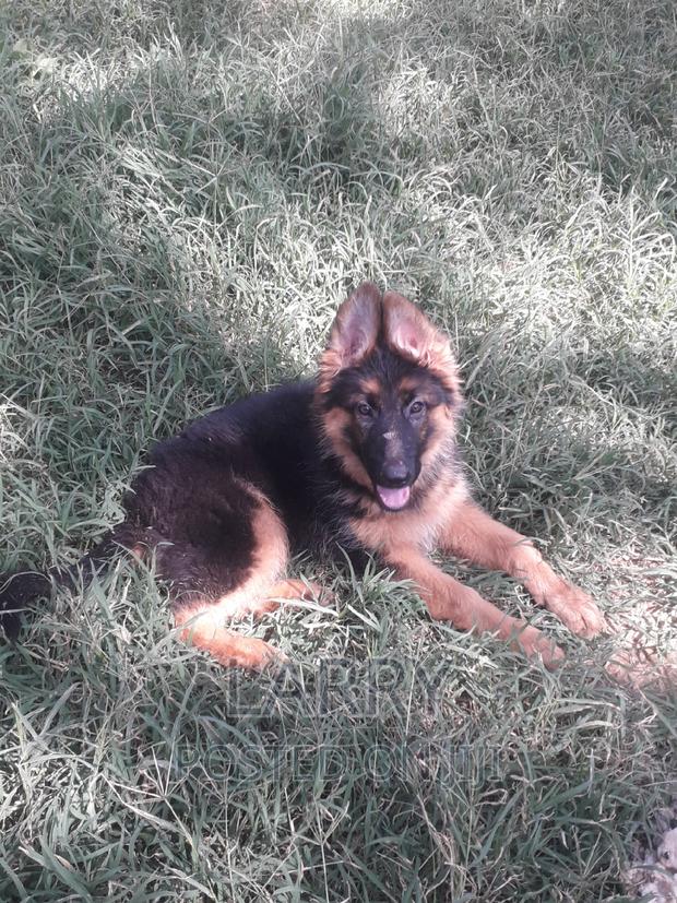 1-3 months Female Purebred German Shepherd - main view