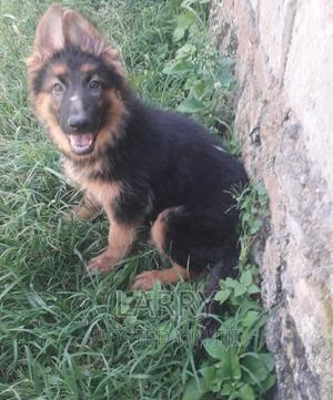 1-3 months Female Purebred German Shepherd - thumbnail 2