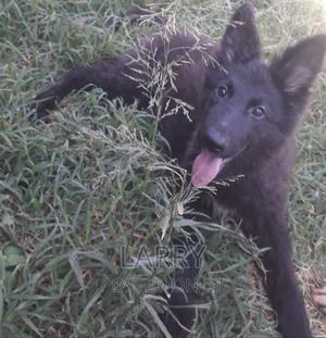 1-3 months Female Purebred German Shepherd - thumbnail 2