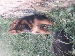 1-3 months Female Purebred German Shepherd - thumbnail 2