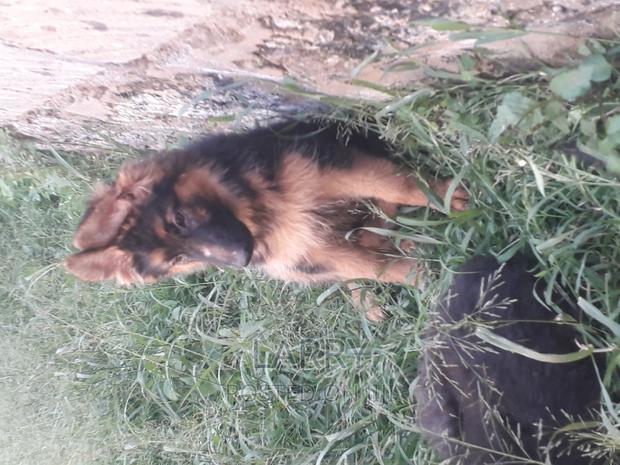 1-3 months Female Purebred German Shepherd