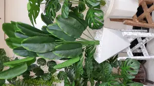 Banana Plant With Plastic Vase and Pebble Stones