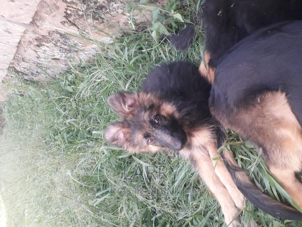 1-3 months Male Purebred German Shepherd - main view