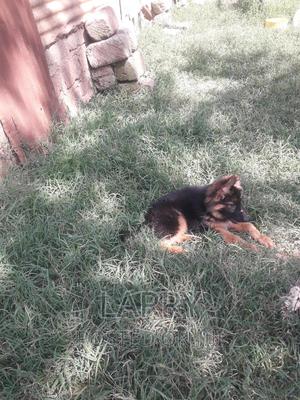 1-3 months Female Purebred German Shepherd - thumbnail 2