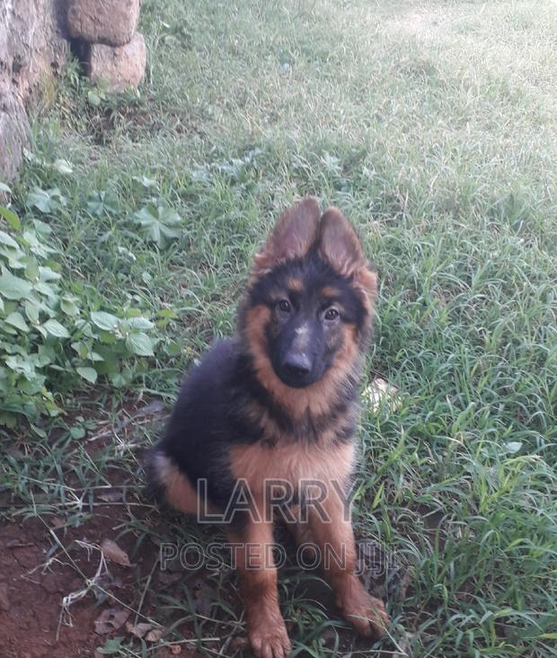 1-3 months Female Purebred German Shepherd - main view