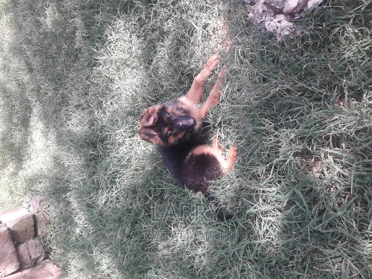 1-3 months Female Purebred German Shepherd