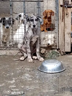 1-3 months Male Purebred Great Dane