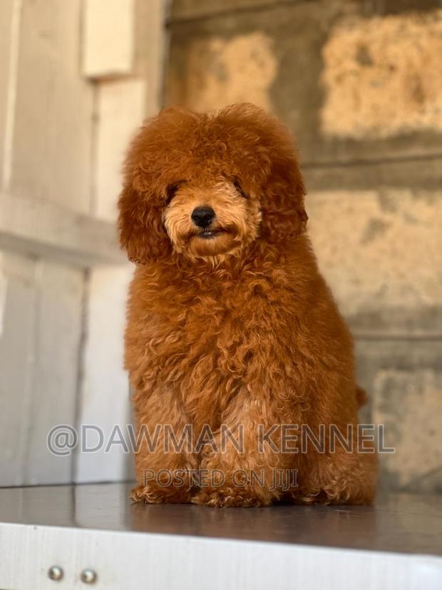 1-3 months Male Purebred Poodle
