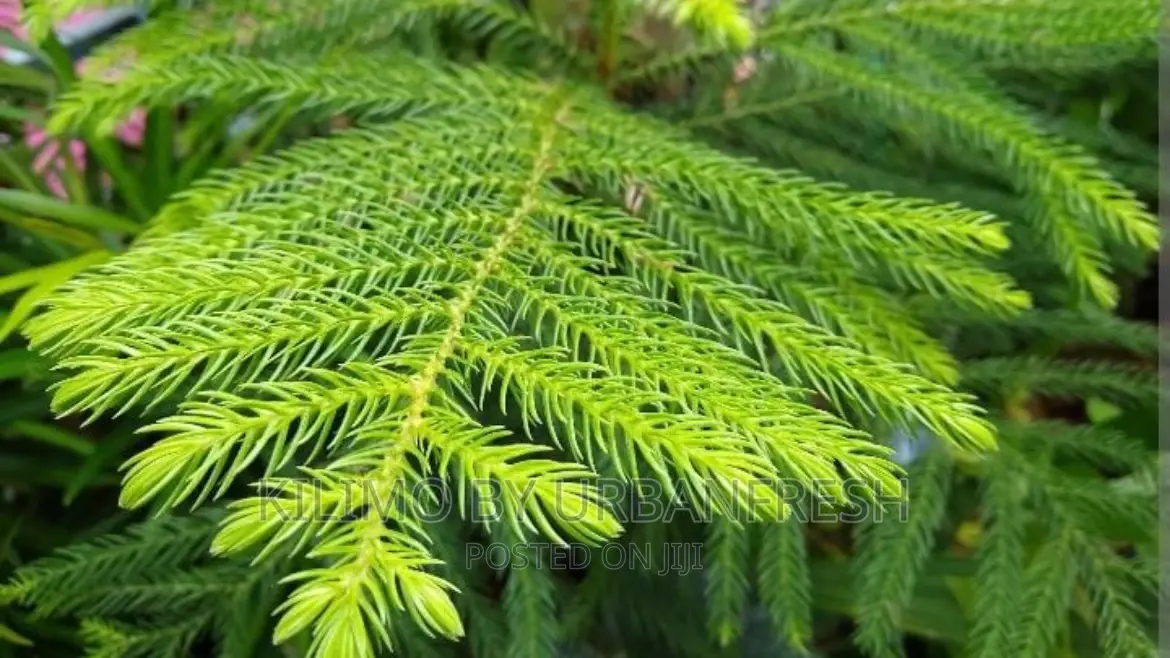Hoop Pine. Moq 5.