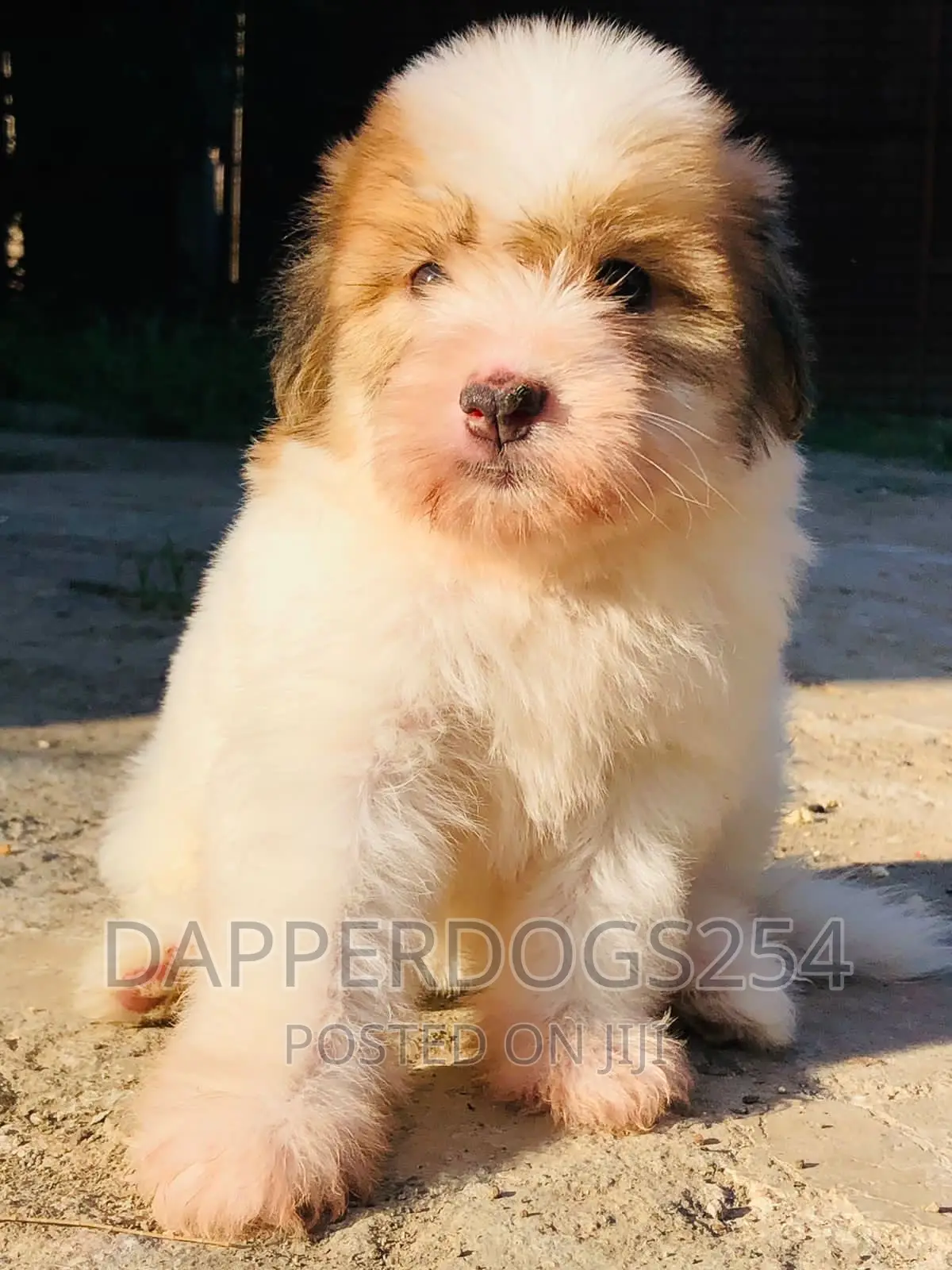 1-3 months Male Purebred Havanese