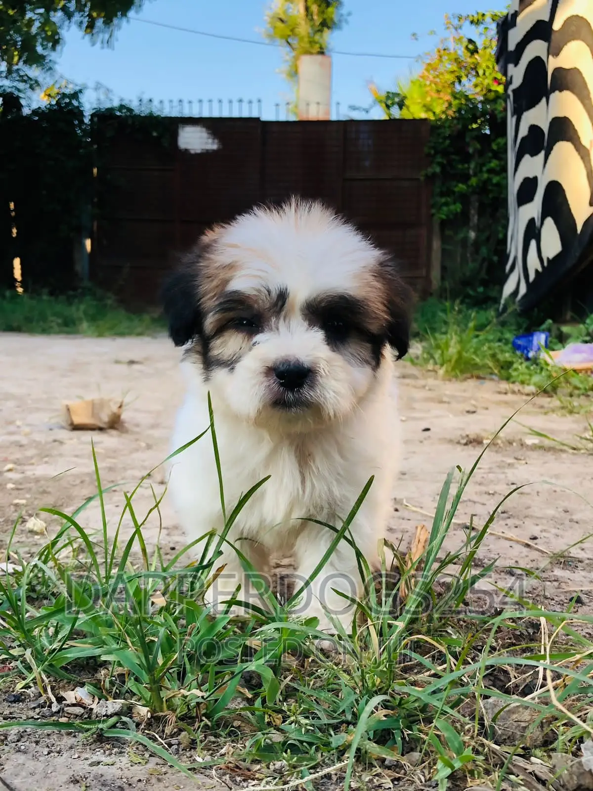 1-3 months Female Purebred Maltese