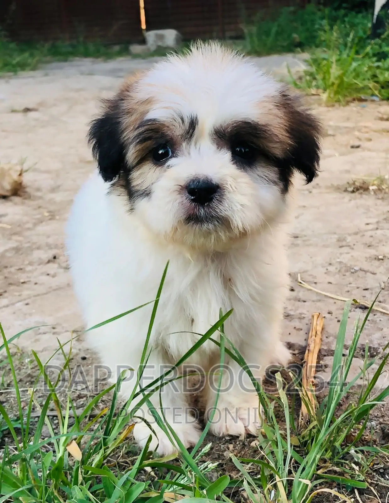 1-3 months Female Purebred Maltese