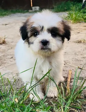 1-3 months Female Purebred Maltese