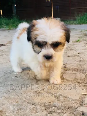 1-3 months Female Purebred Maltese
