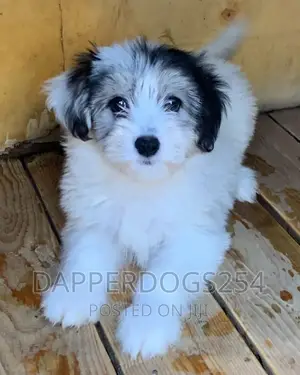 1-3 months Male Purebred Havanese