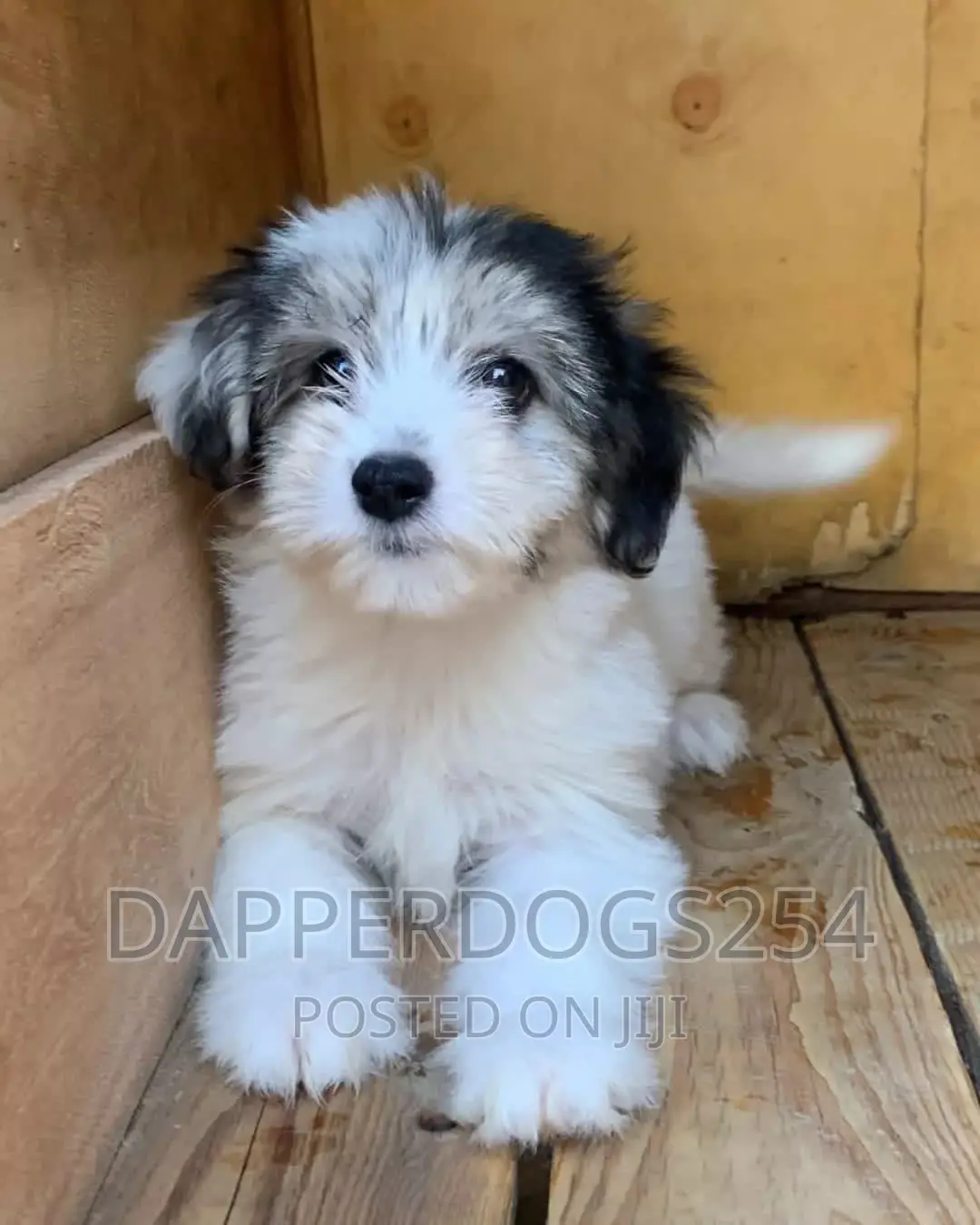 1-3 months Male Purebred Havanese