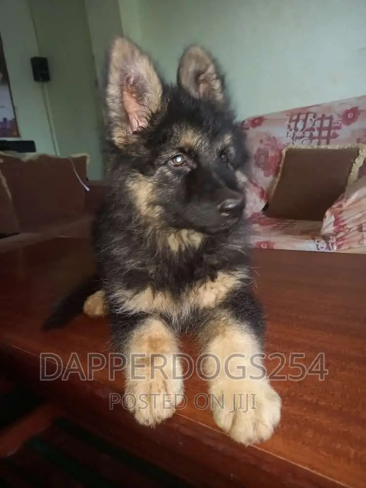1-3 months Male Purebred German Shepherd