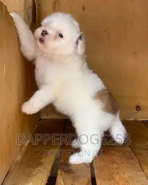 1-3 months Male Purebred Havanese