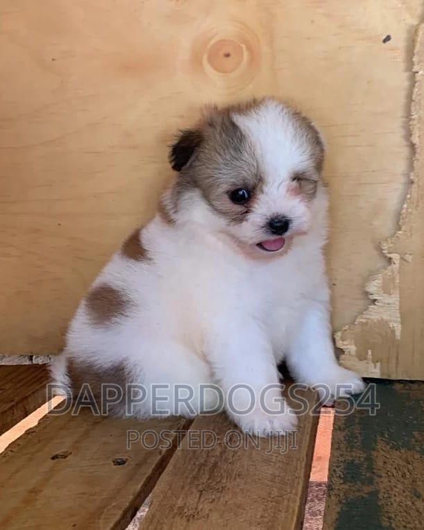 1-3 months Male Purebred Havanese