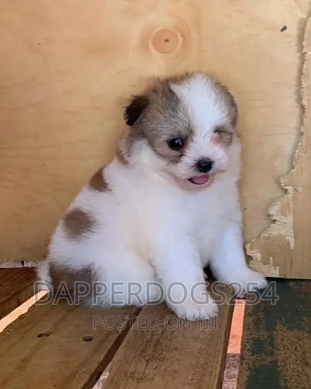 1-3 months Male Purebred Havanese