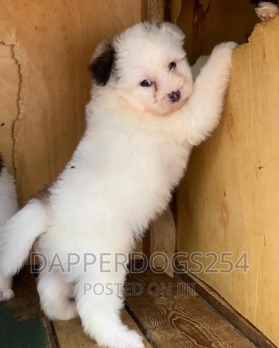 1-3 months Male Purebred Havanese