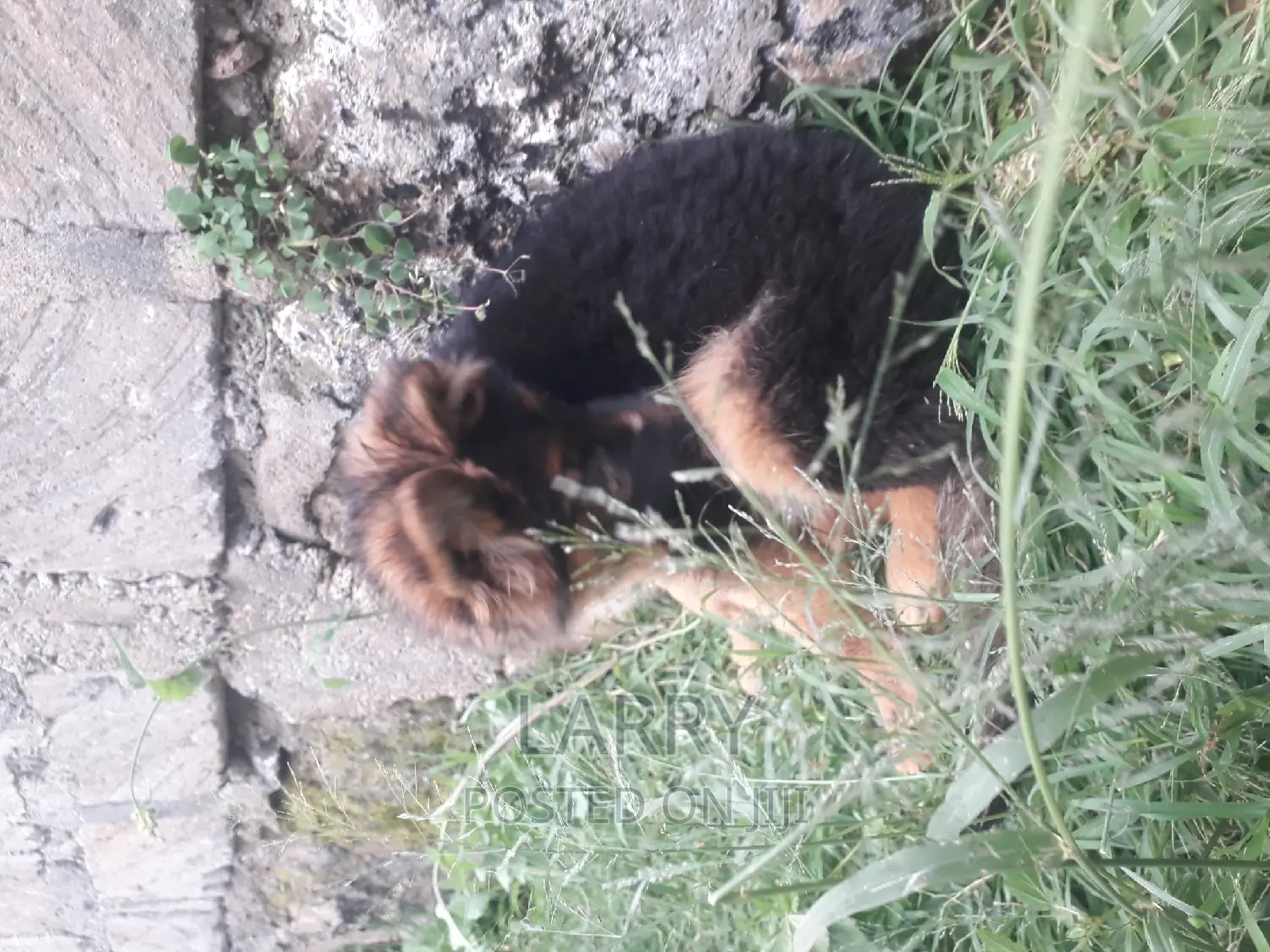 1-3 months Female Purebred German Shepherd