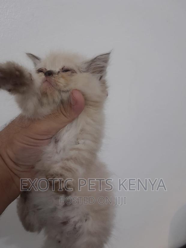 1-3 months Female Purebred Persian - thumbnail 3