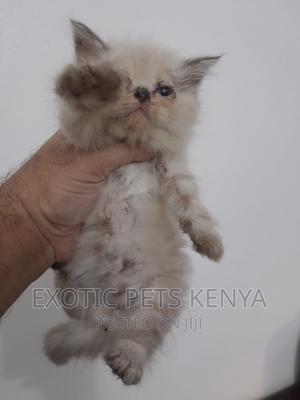 1-3 months Female Purebred Persian - thumbnail 2