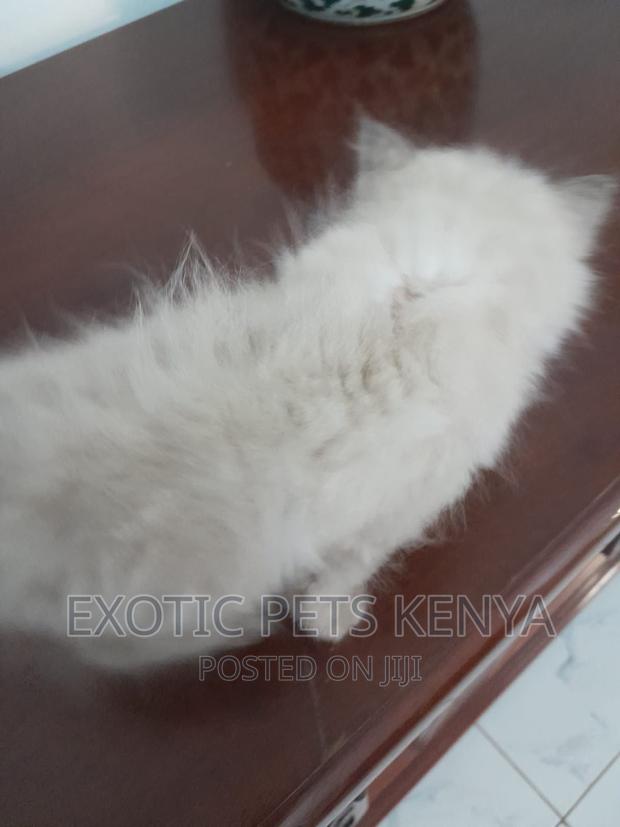1-3 months Female Purebred Persian - thumbnail 4