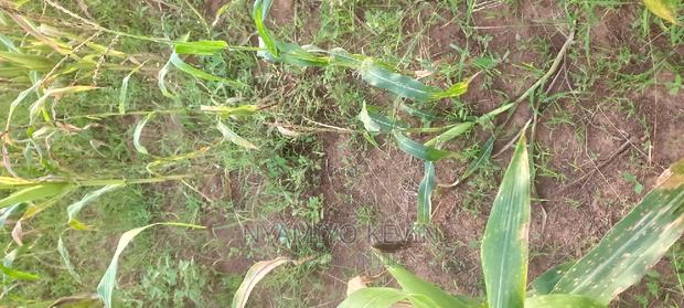 Alego Usonga Near Rakuom Primary School. - thumbnail 3