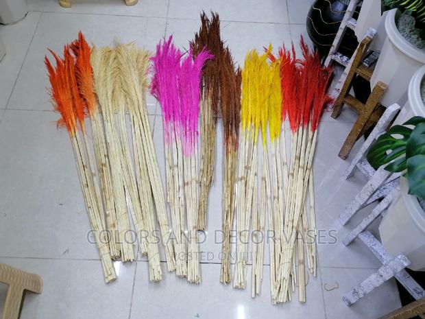 Pampas Grass Offer Price - main view