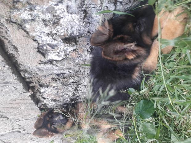 1-3 months Male Purebred German Shepherd - main view