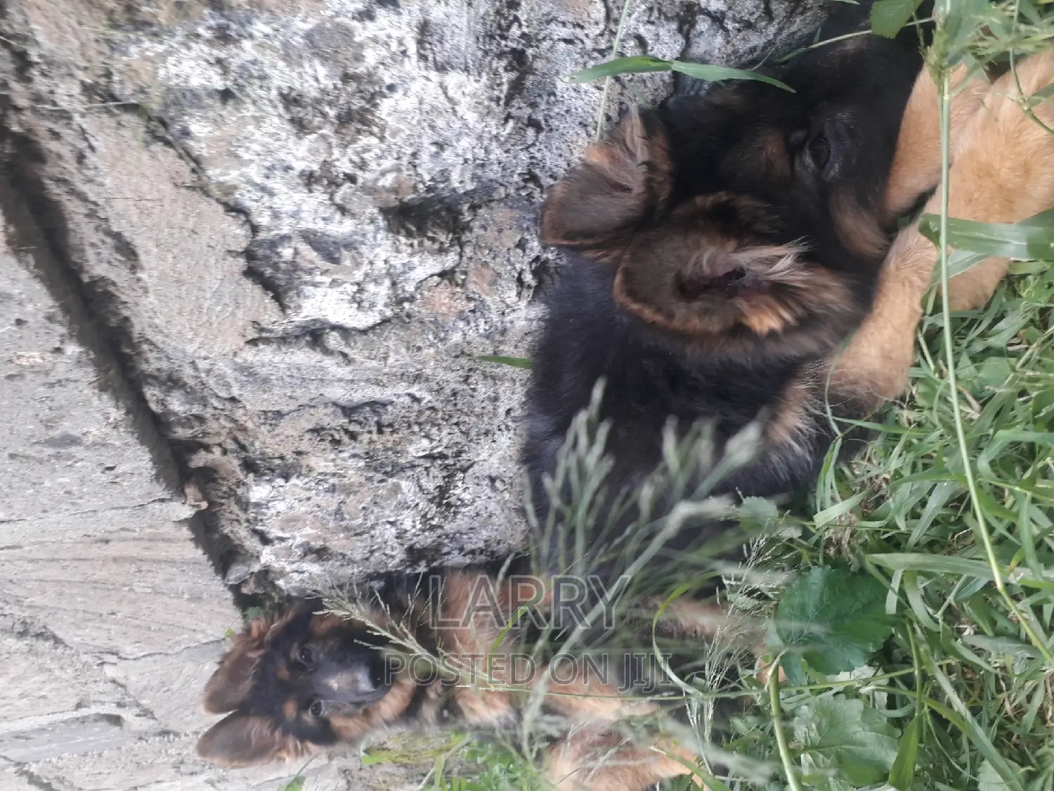 1-3 months Male Purebred German Shepherd