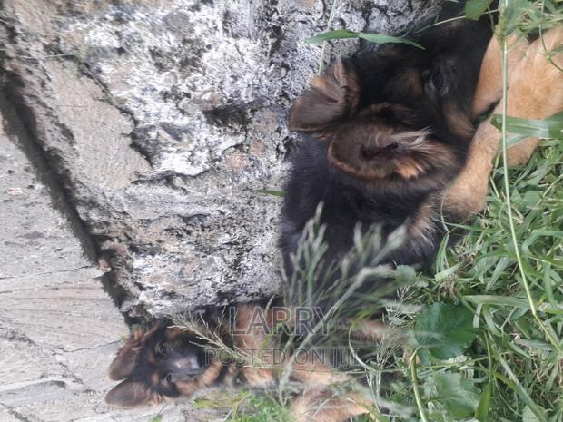 1-3 months Male Purebred German Shepherd
