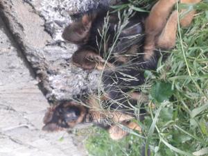 1-3 months Male Purebred German Shepherd - thumbnail 2