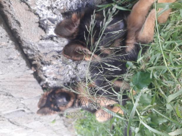 1-3 months Male Purebred German Shepherd