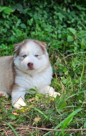 1-3 months Male Purebred Siberian Husky - thumbnail 2