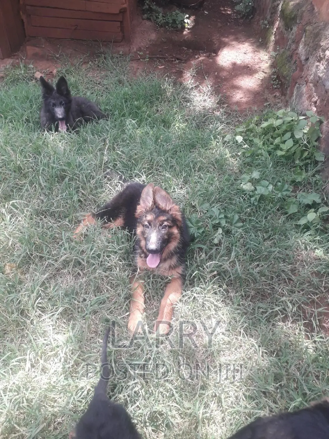 1-3 months Female Purebred German Shepherd